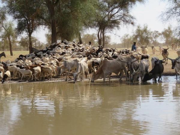 Troupeau de zébus et de moutons s’abreuvant dans une mare temporaire dans le Nord du Sénégal en début de saison des pluies