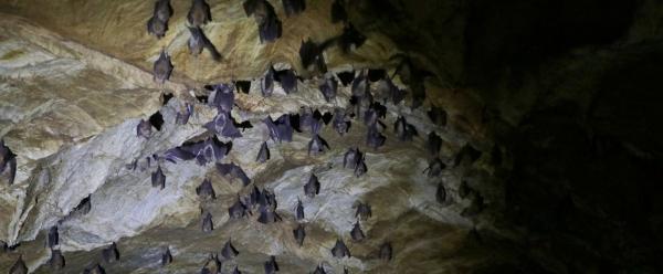 A colony of bats in Zimbabwe © A. Jimu
