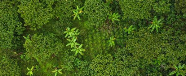 © Smithsonian’s Institute