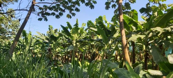 Le Cirad accompagne une ferme pilote en Colombie pour développer des pratiques de culture durable de bananes, en partenariat avec Lidl. © Cirad