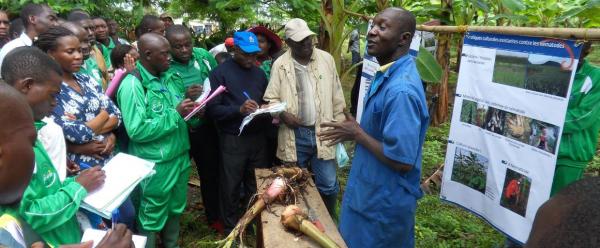Une formation au champ dispensée auprès de cultivatrices et cultivateurs de bananes plantain au Carbap, Cameroun © S. Depigny, Cirad