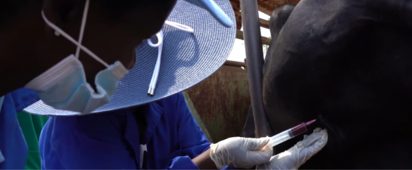Prélèvement sanguin sur un bovin