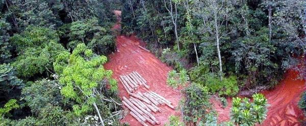 Exploitation forestière destinée à l’industrie du bois au Gabon.  © Cirad, D. Louppe