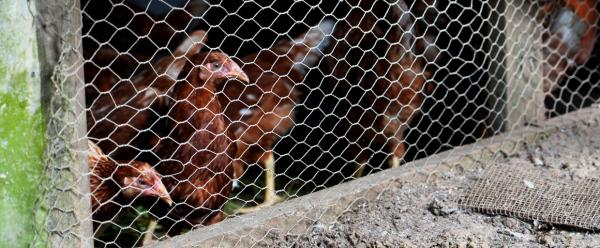 Les antibiotiques sont parfois utilisés en élevage pour faire grossir les animaux. Cela engendre des résistances bactériennes face aux antibiotiques. Ces pratiques sont interdites dans l'Union européenne. © Y. Sanguine, Cirad