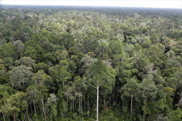La zone ASEAN abrite le troisième massif forestier tropical mondial, après l’Amazonie et le bassin du Congo. L'enjeu de ce nouveau projet Cirad-AFD est d'accompagner la transition agroécologique des grandes filières de plantations tropicales, afin de réduire leur impact sur la biodiversité et aider à lutter contre la déforestation dans cette région © A. Rival, Cirad