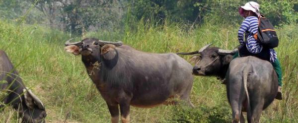 Farmer herding domestic buffaloes (Bubalus bubalis) in rangelands liable to flooding in Kandal province, Cambodia © M. de Garine-Wichatitsky