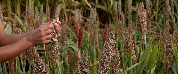 Sorghum in a CIRAD experimental plot