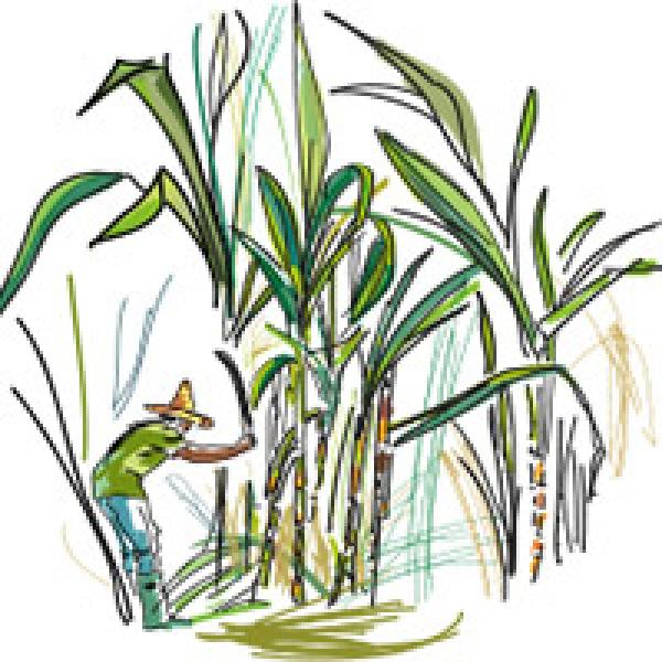 Sugarcane value chain illustration © Delphine Guard-Lavastre, CIRAD