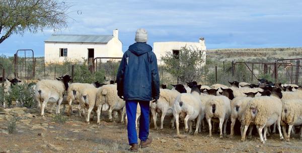 Sheep farmer and his flock in the Karoo, South Africa © Karoo Lamb Consortium