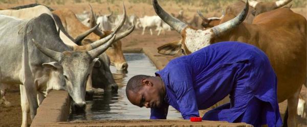 Human, animal and environmental health are all interconnected © R. Belmin, CIRAD