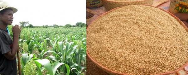 Remandetsy et l’une de ces parcelles de production de semences / Semences de sorgho © FAO