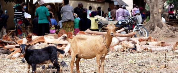 Des chèvres dans un village nigérian, avec en arrière fond les acteurs du projet LIDISKI à l'œuvre auprès des villageois © Ikore International Development