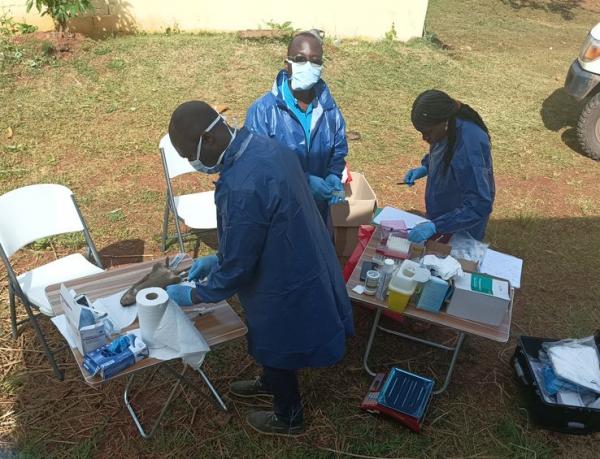 Campagne de collecte d’échantillons sur un élevage d’aulacodes dans la Région du Centre. © F. Jori, Cirad