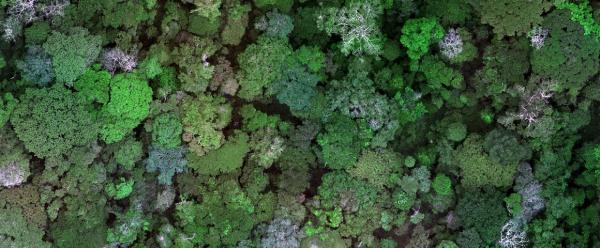 The new EU regulation will mean an EU-wide ban on products associated with deforestation or forest degradation since 31 December 2020 © V. Gond, CIRAD