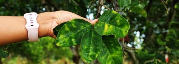 Symptômes de la maladie du dragon jaune (HLB) sur des feuilles d’agrumes. L’HLB affecte les plantations d'Amérique et des Caraïbes, et menace tout le bassin méditerranéen. Face à ce risque, le CIRAD prône des actions agronomiques, biotechnologiques, sociales et communicationnelles. © B. Hufnagel, CIRAD