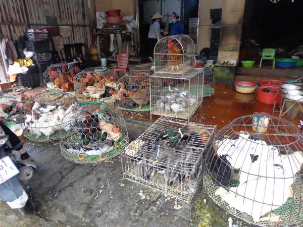 marche animaux vivants