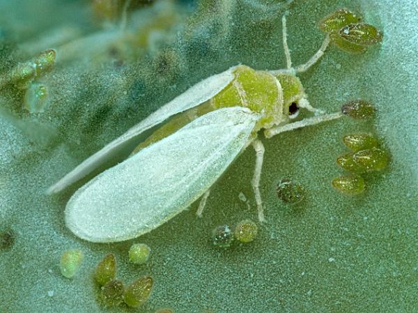 Adult and eggs of the whitefly Bemisia tabaci, a geminivirus vector © A. Franck, CIRAD