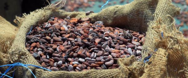 Fèves de cacao © Cocoa4Future