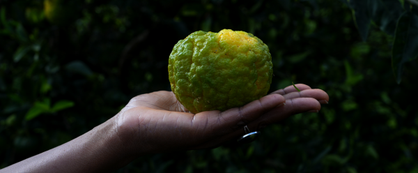 mandarine conservée au CAEC en Martinique