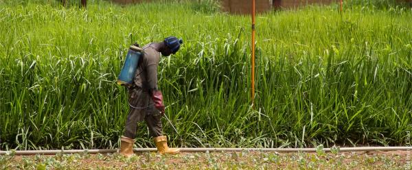 The PRETAG initiative aims to reduce pesticide use in several tropical value chains ©  R. Belmin, CIRAD