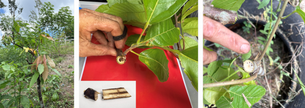 Symptômes d'une infection naturelle par Rhizoctonia theobromae sur Theobroma cacao L. observés dans une exploitation mixte cacao-manioc en Guyane française (Maazou et al. 2026). © Abdoul-Raouf Sayadi Maazou, CIRAD