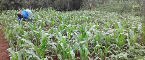 Maize-bean row intercropping in a smallholder farm in Rwanda. © E. Tuyishime, One Acre Fund