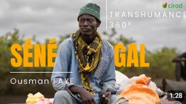 video-Sénégal-pastoralisme