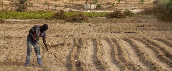 En 2021, l’agriculture concentrait 39,5 % des emplois au Ghana, selon l'OCDE