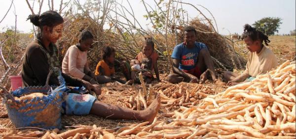 Agricultrices au sud-ouest de Madagascar © Clara Sitraka Raketabakoly, Cirad