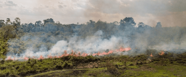 Fire is traditionally used to manage post-forest landscapes in Ivory Coast. © CIRAD