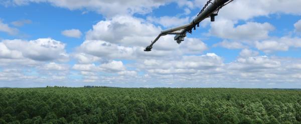 La tour à flux a mesuré la séquestration de carbone en continu pendant 14 ans. Les appareils de mesures, nichés à 5 à 7 mètres au-dessus des arbres, passent de 5 à 35 m de hauteur au cours d’une rotation. © J. Guillemot, Cirad