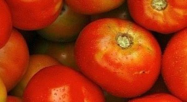 Tomates rondes de Martinique © Cirad