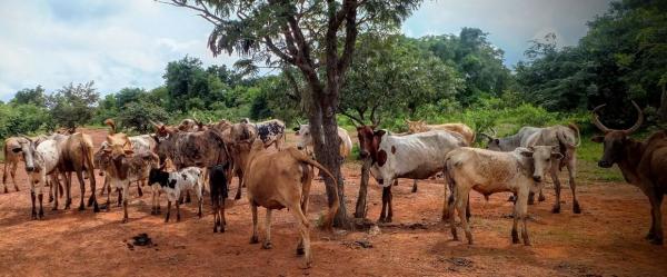 élevage pastoral Sahel © S. Taugourdeau, Cirad