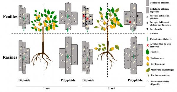 Impact du HLB (Las-) ou non (Las-) sur les cellules du phloème au niveau des feuilles et racines de greffon et porte-greffes diploïdes et polyploïdes (Sivager G. et al, en préparation 2022)