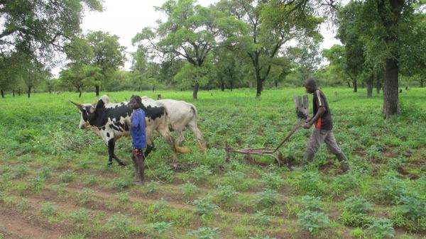 Mechanical weeding of cowpeas using animal draught under a wooded park, Koumbia, Burkina Faso, 2011 © E. Vall, CIRAD