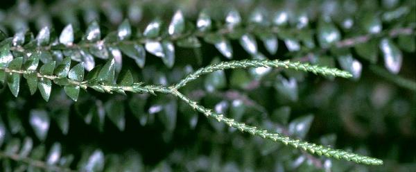 Lycophytes, which appeared some 420 million years ago, are the oldest existing vascular plant group. For a long time, they dominated the forests of the ancient world, and took a broad range of forms, including several arborescent species more than 30 metres tall. Mass extinctions and competition with other plant groups led to the disappearance of these large specimens, and the only remaining members of the group are herbaceous forms no more than a few centimetres tall. These modern species are now being used as a model to study the evolution of terrestrial plants. © D. Barthélémy, CIRAD