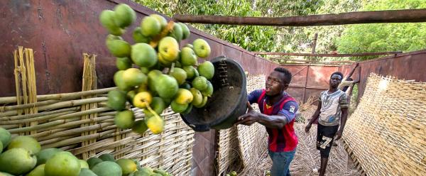 L’horticulture est désormais considérée comme une composante essentielle de la sécurité et de l’équilibre alimentaire et nutritionnel mondial. Ici, des mangues en Afrique de l’Ouest © R. Belmin, Cirad