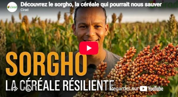 Sorgho la céréale résiliente