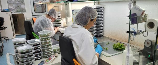 Multiplication de plants dans les laboratoires de Vitropic. © S. Della Mussia, CIRAD