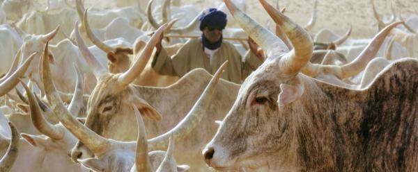 Bovins et éleveurs atour d'un forage d'eau à la fin de saison sèche © S. Taugourdeau, Cirad