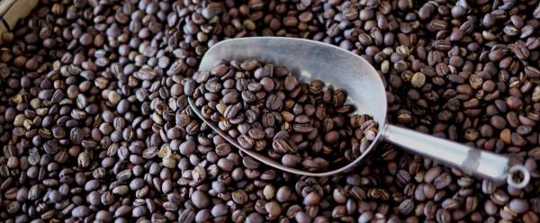 Grains de café Arabica fraîchement torréfiés © A. Rival, Cirad