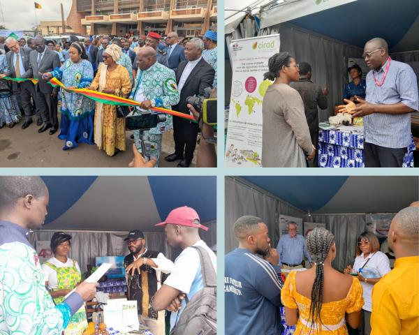 Quelques temps forts de la participation du Cirad aux JERSIC. © S. Koutchou, Cirad