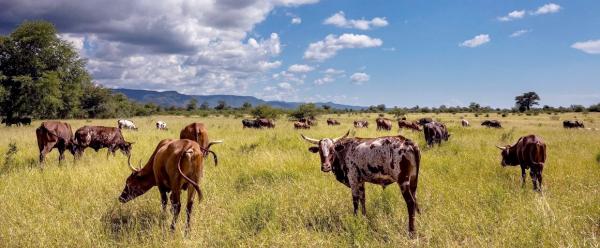 Elevage bovin à Mucheni, au Zimbabwe (SWM Programme) © Brent Stirton-Getty Images for FAO, CIFOR, CIRAD, WCS