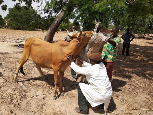 Contrôle vétérinaire à Gaoua, Burkina Faso © Alain Boulangé, Cirad
