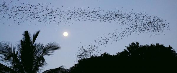 Bats in flight in Cambodia © AdobeStock, Ralf