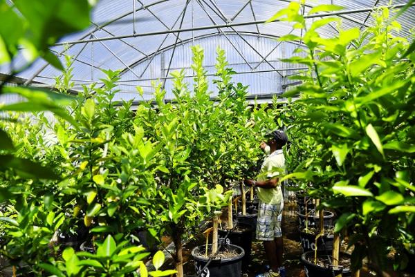 Production of citrus plants according to the CAC standard © R.Carayol, CIRAD