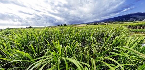 Sugarcane field © R. Carayol, CIRAD