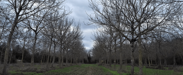 Agroforestry plot at Noyers de Restinclières © CIRAD