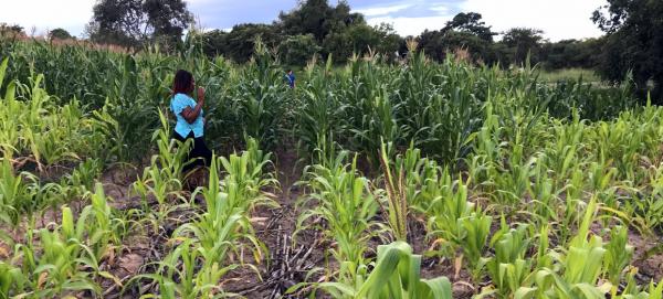 Nitrogen-deficient maize in a sandy soil of Zimbabwe (forefront) - a combination of manure and mineral fertiliser solves the deficiency (background) © R. Cardinael, CIRAD