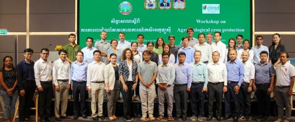 le projet Diagnostic des dégâts causés par la chenille légionnaire d’automne dans les exploitations agricoles cambodgiennes